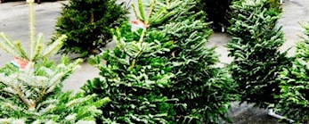 Kjøp juletre og støtt Kjelsås IL